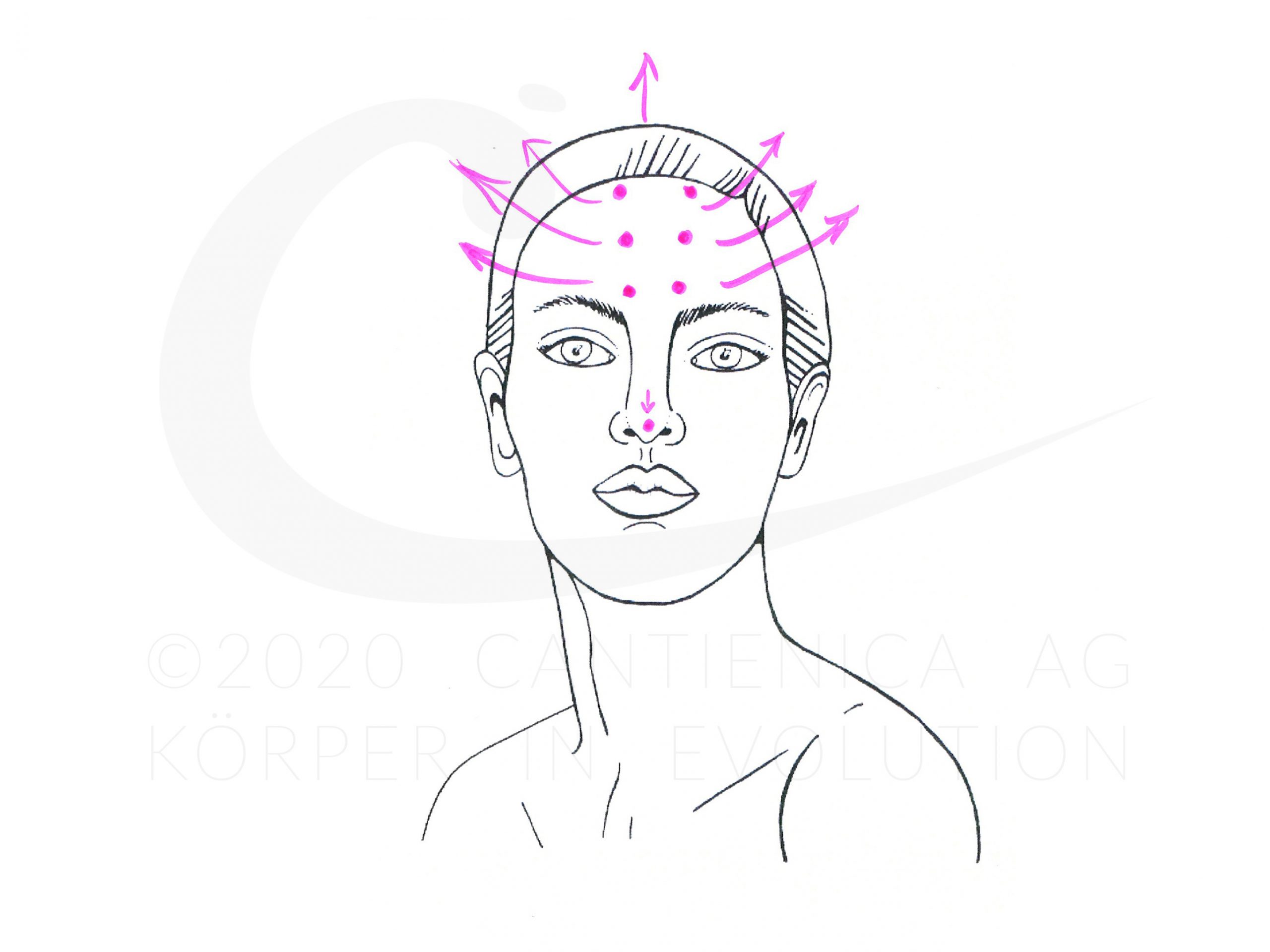 Cantienica Faceforming